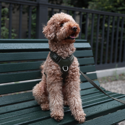 Apricot poodle sitting on a green park bench in the Numa harness