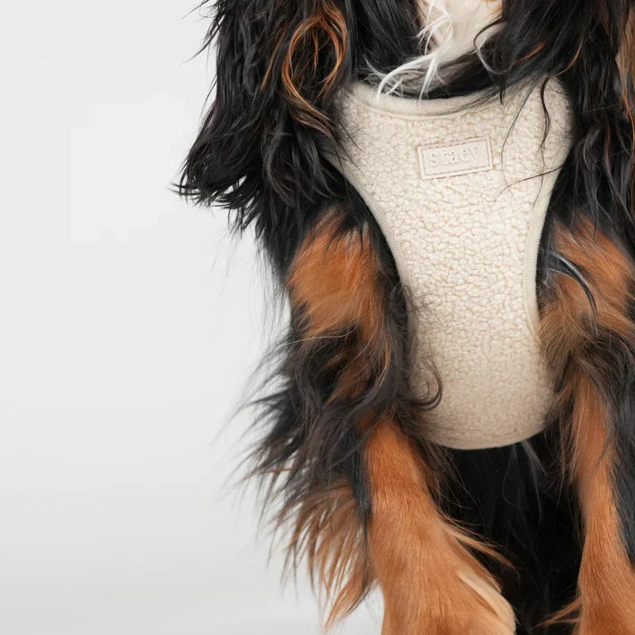 Chest view of the cream Teddy harness on a black and tan spaniel