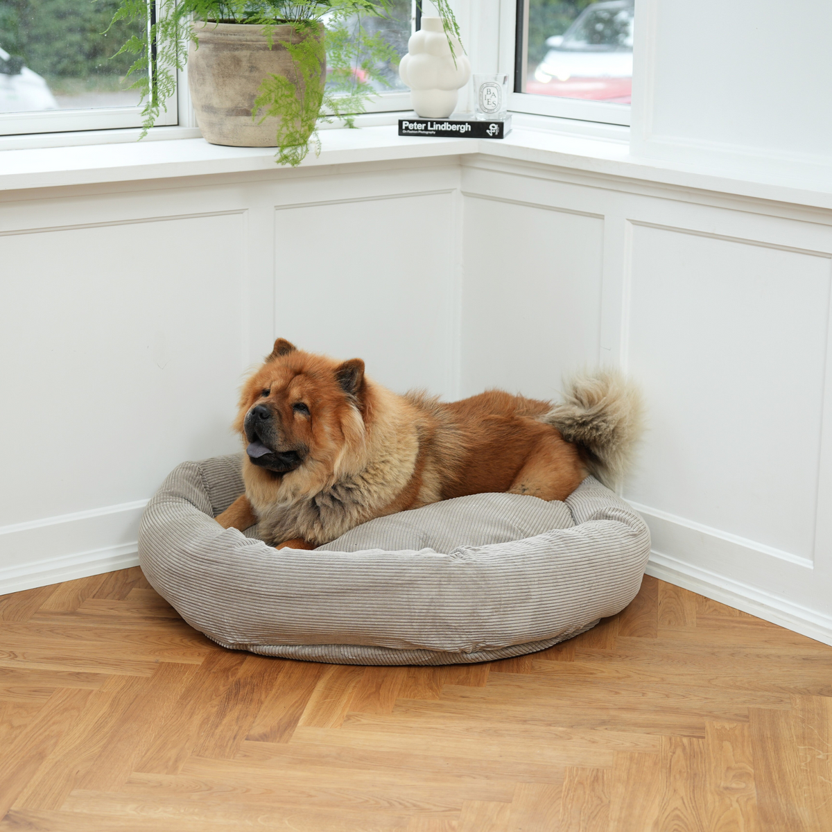 Chow chow resting in a round taupe Staey dog bed by a window