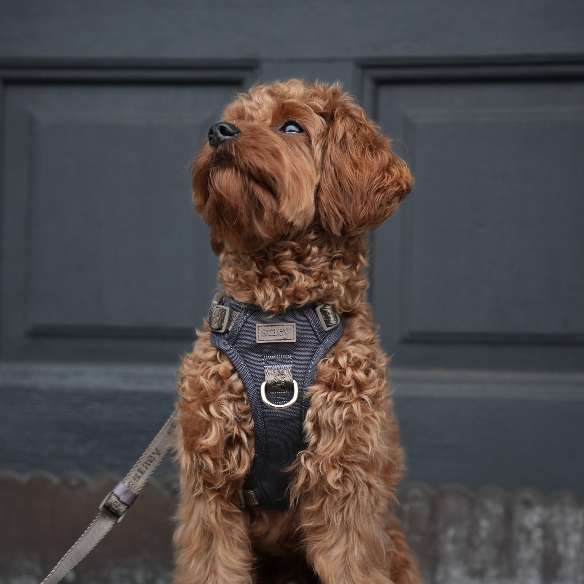 Apricot cockapoo sitting on a lead in a dark Staey harness at a panelled door