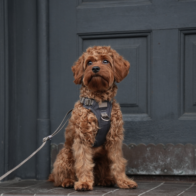 Apricot cockapoo sitting on a lead wearing the Elma dog harness