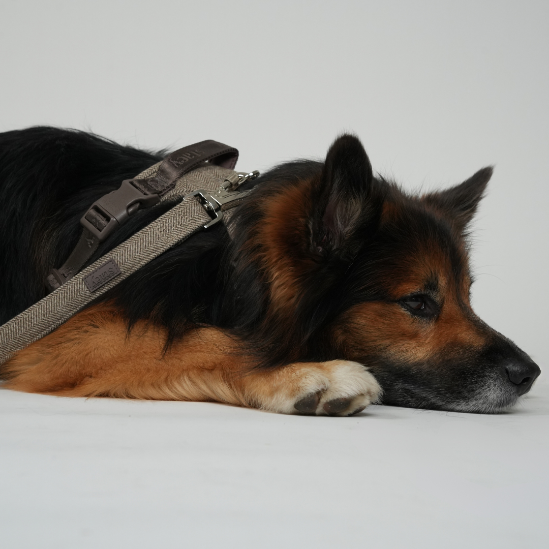 Laisse pour chien Elma | Mocca