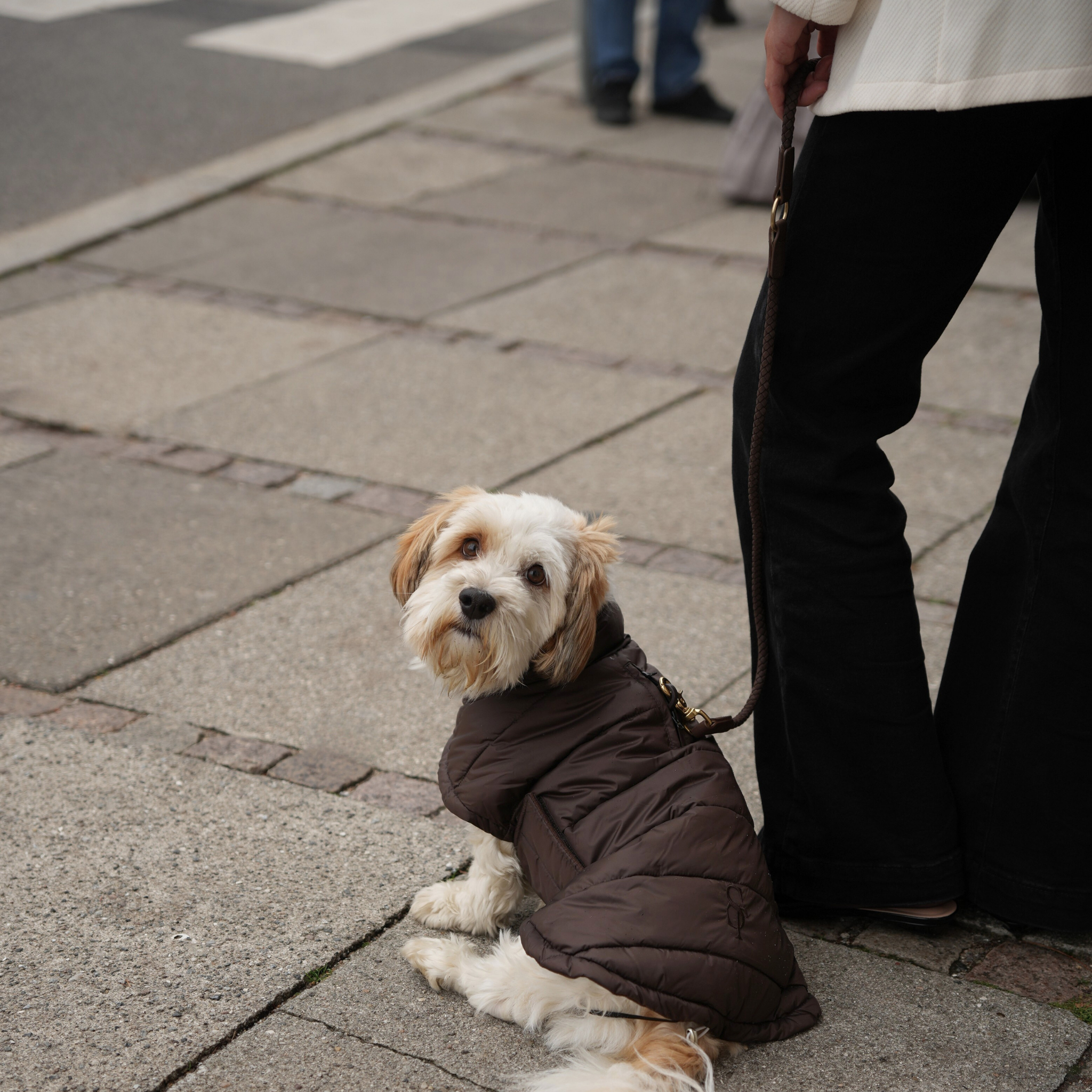 Nora Dog Coat | Espresso