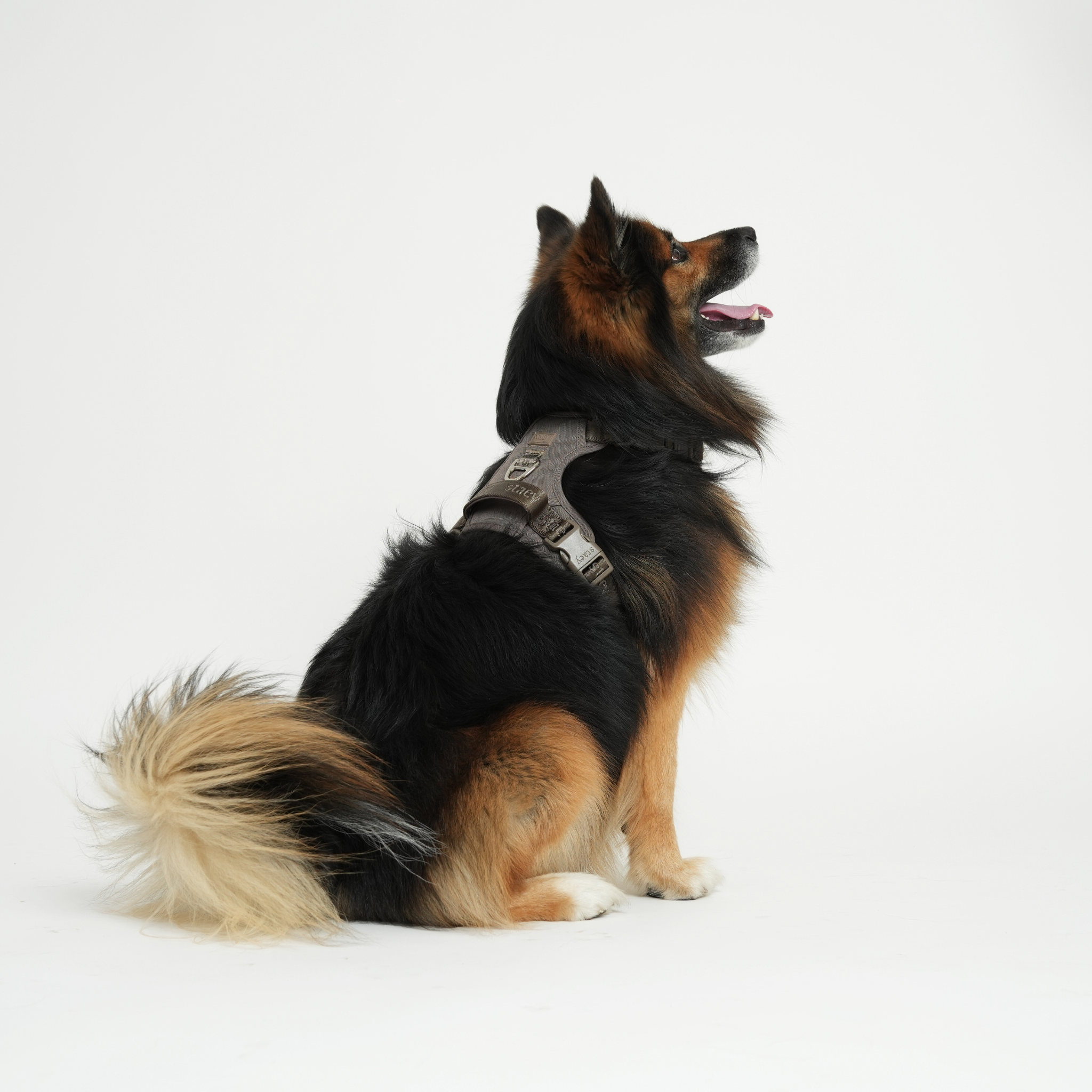 Elma Active Dog Harness | Taupe