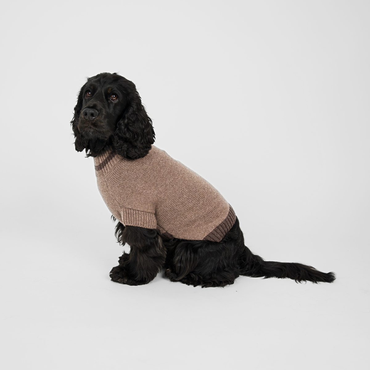 Pull pour chien Ellen | Taupe/Espresso