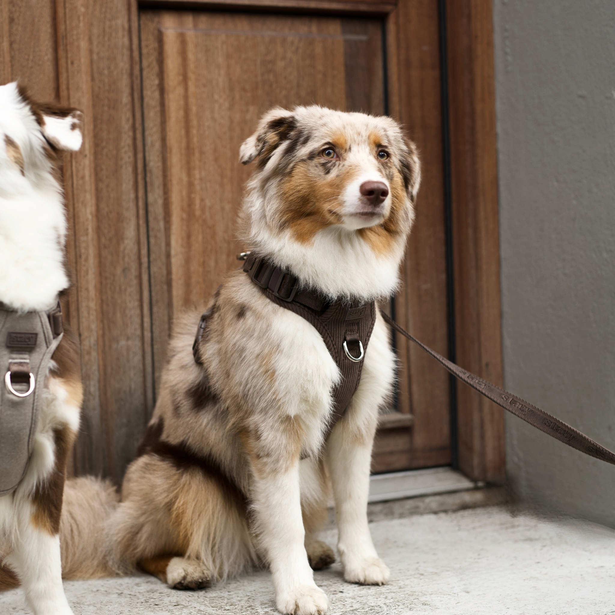 Harnais pour chien Elma | Dark Oak