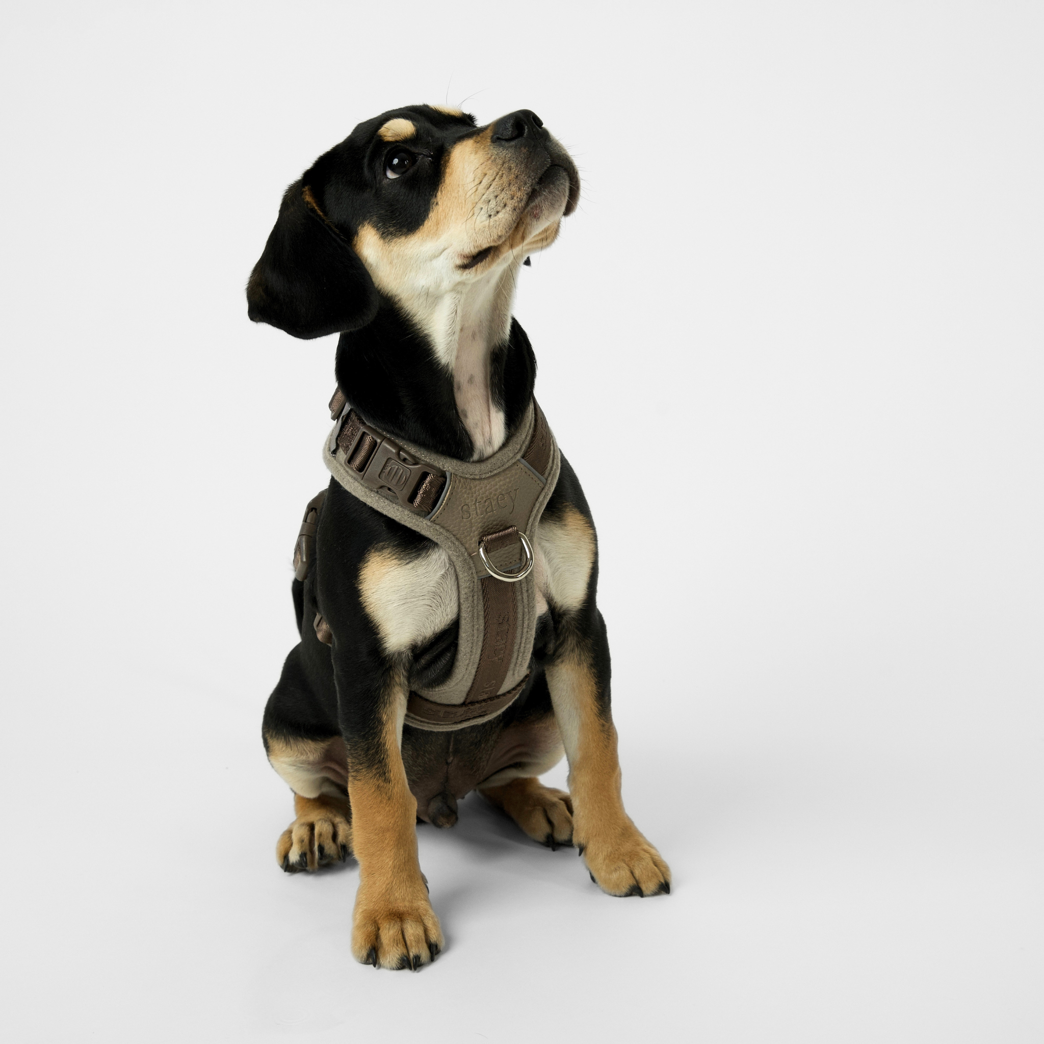 Harnais pour chien Numa | Sand