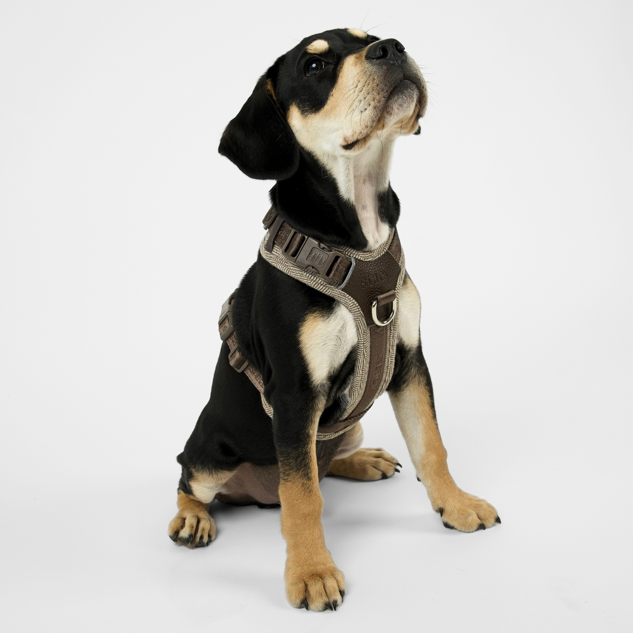 Harnais pour chien Numa | Mocca