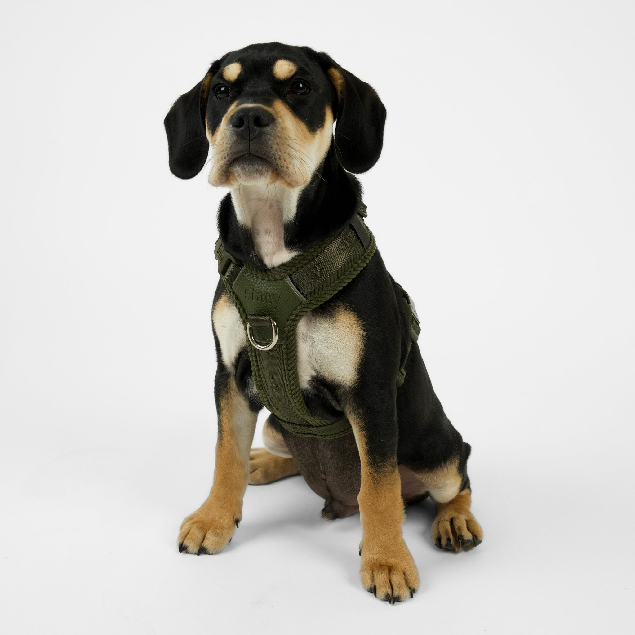 Harnais pour chien Numa | Moss green