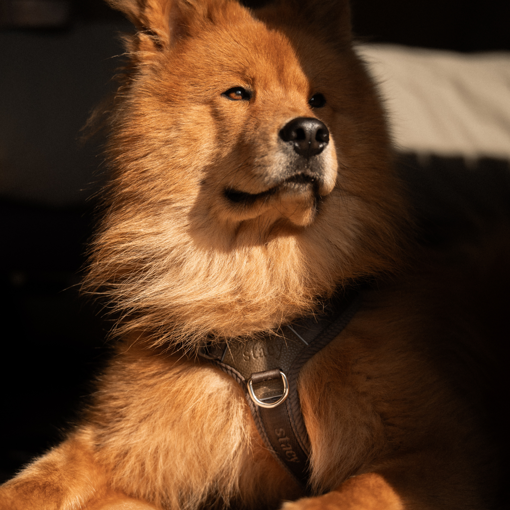 Harnais pour chien Numa | Dark Oak