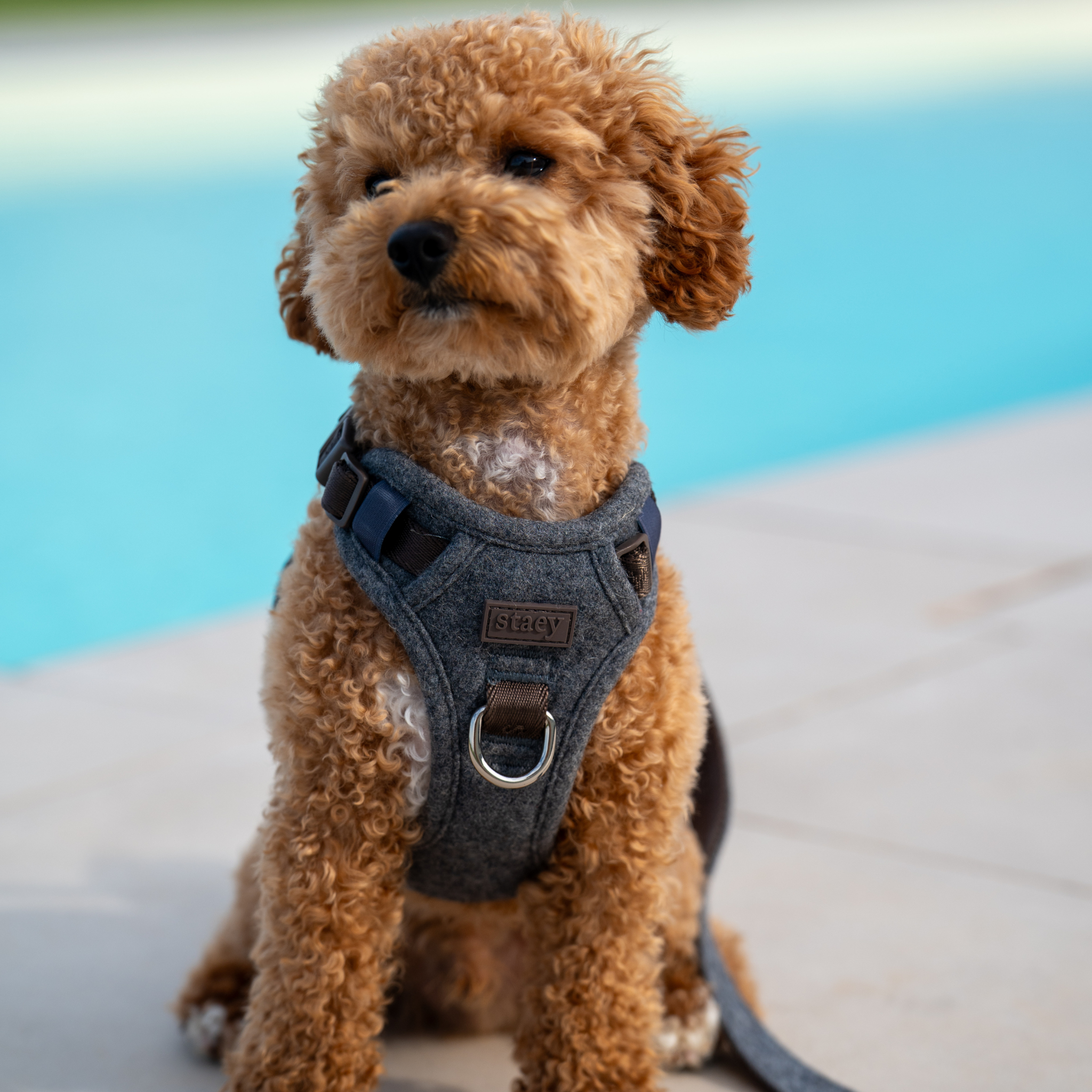 Harnais pour chien Elma | Stone