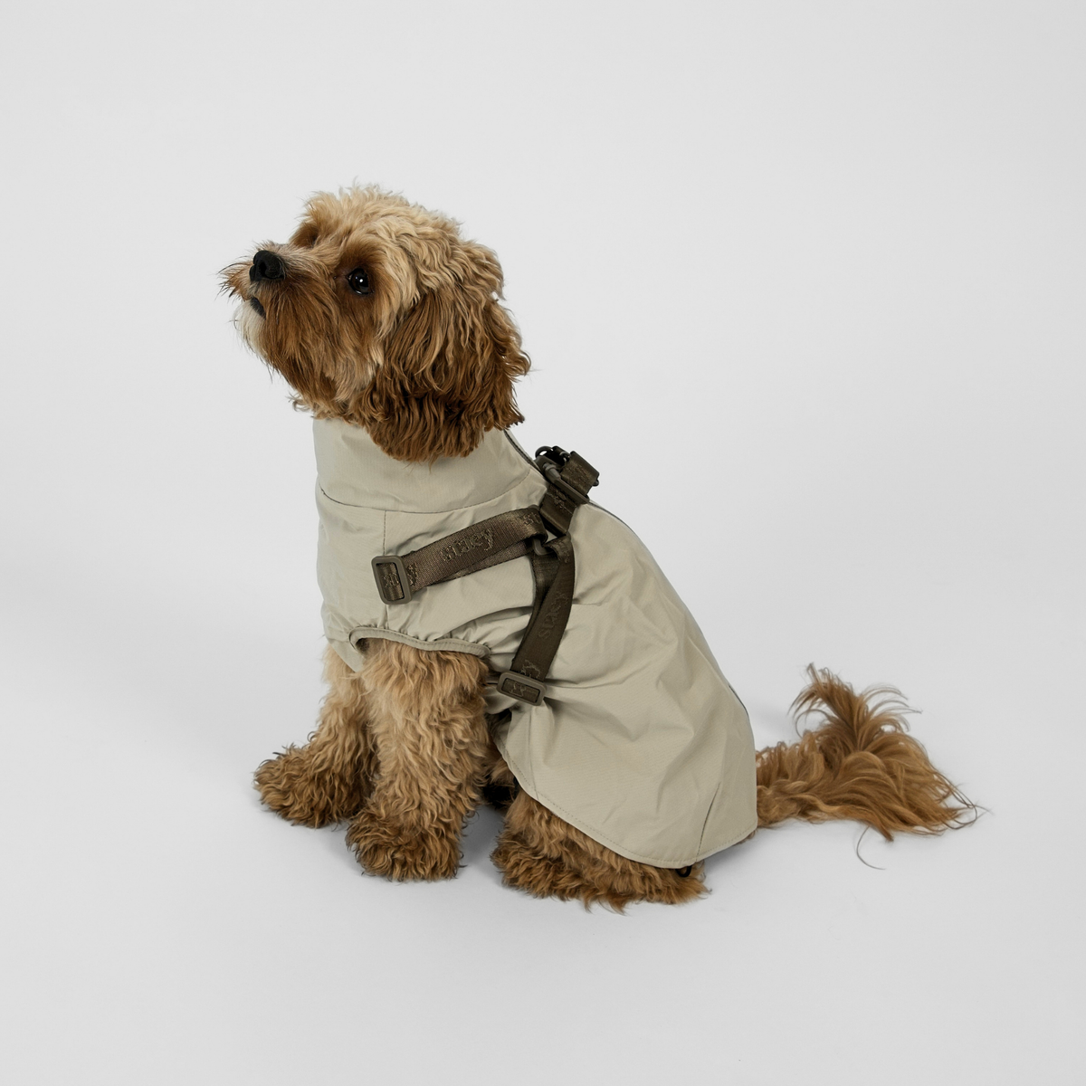 Un cavapoo assis, vêtu d'un imperméable Norma couleur beige de Nature