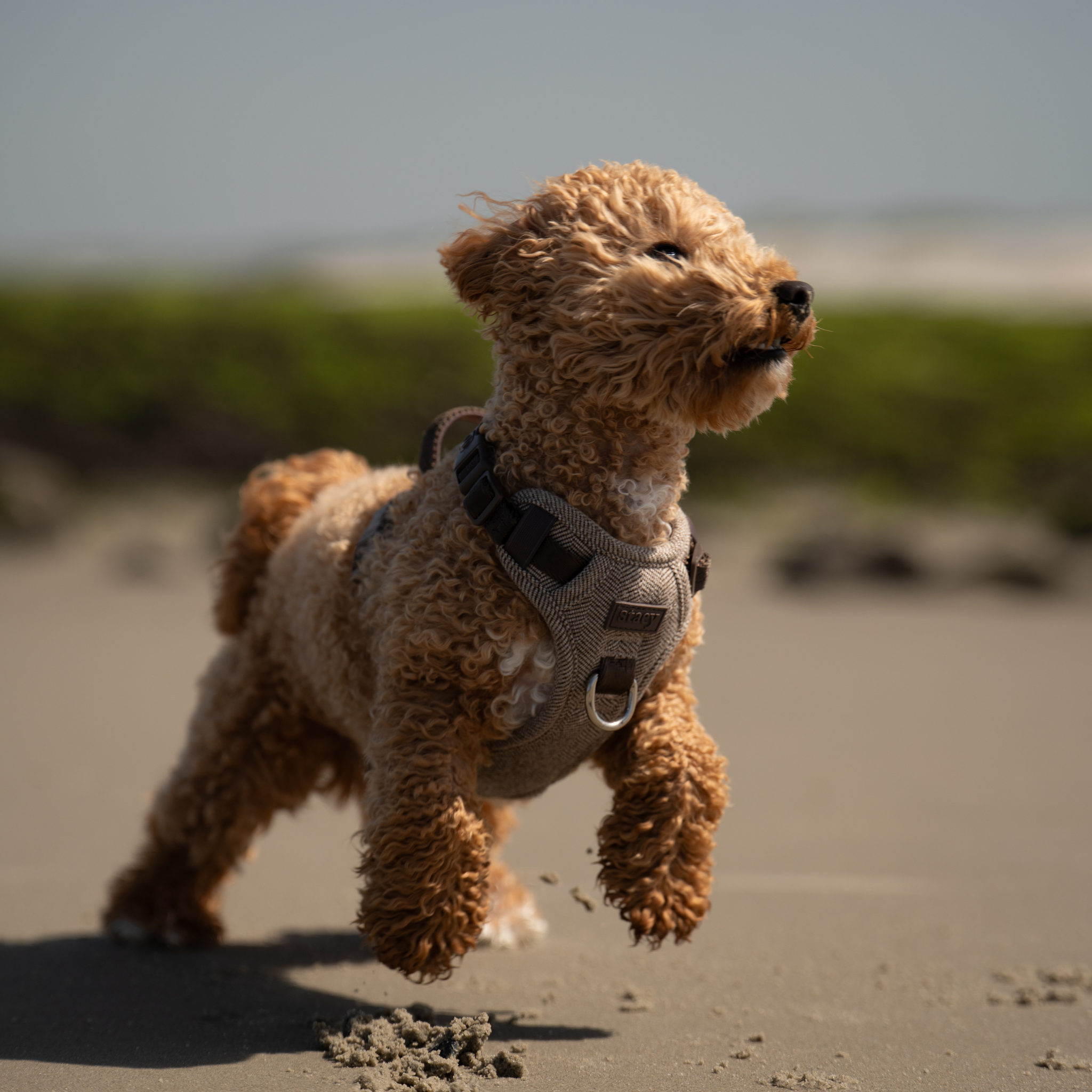 Harnais pour chien Elma | Mocca