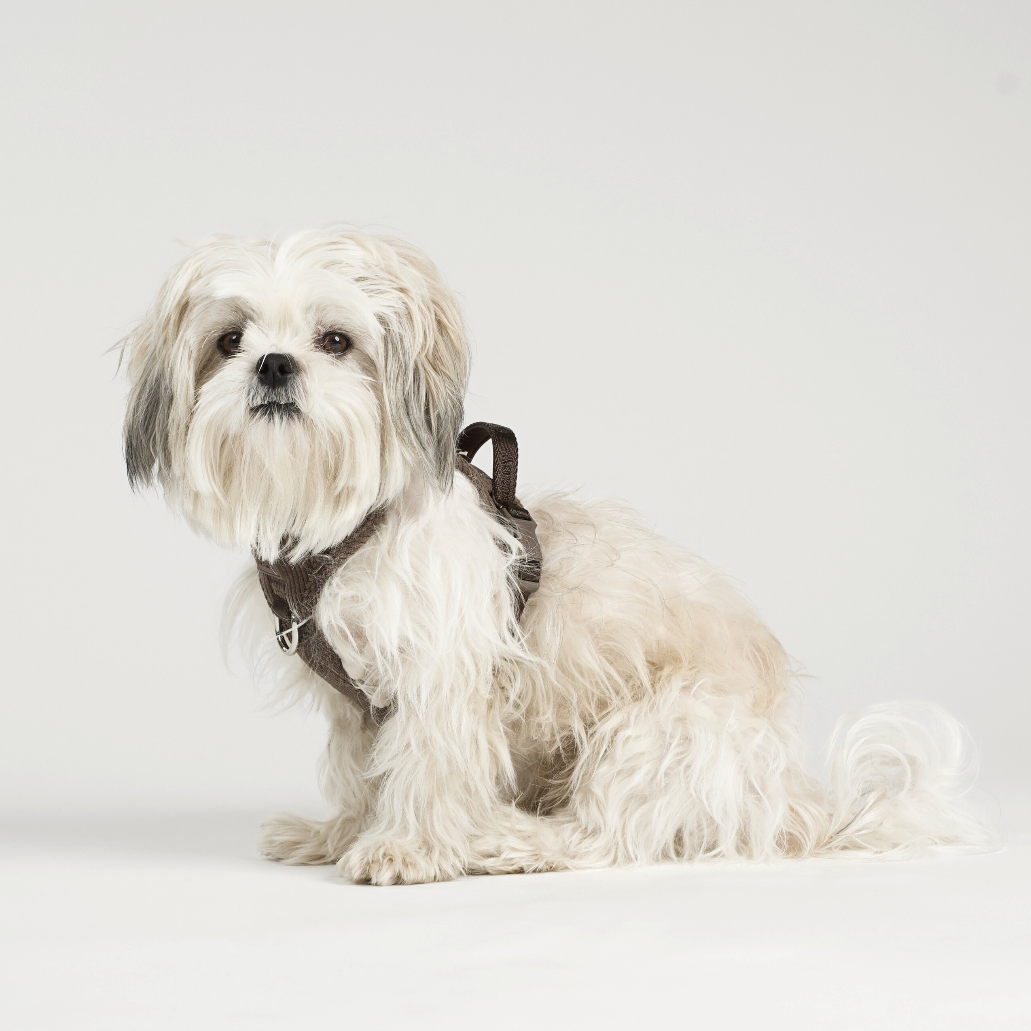 Harnais pour chien Elma | Dark Oak