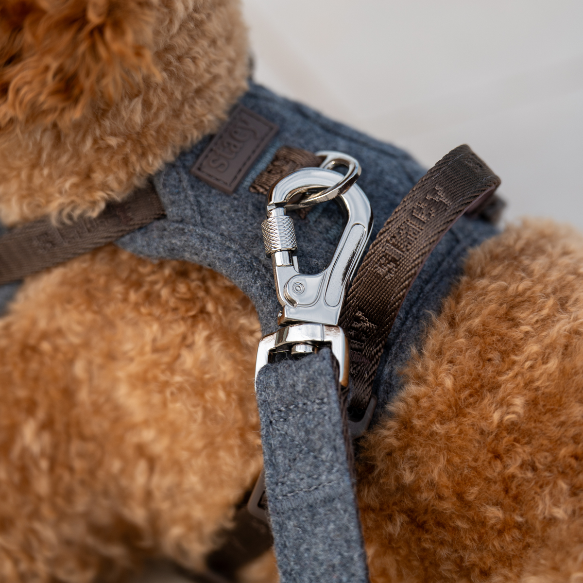 Close-up of a leash clipped to the D-ring on the stone Elma harness