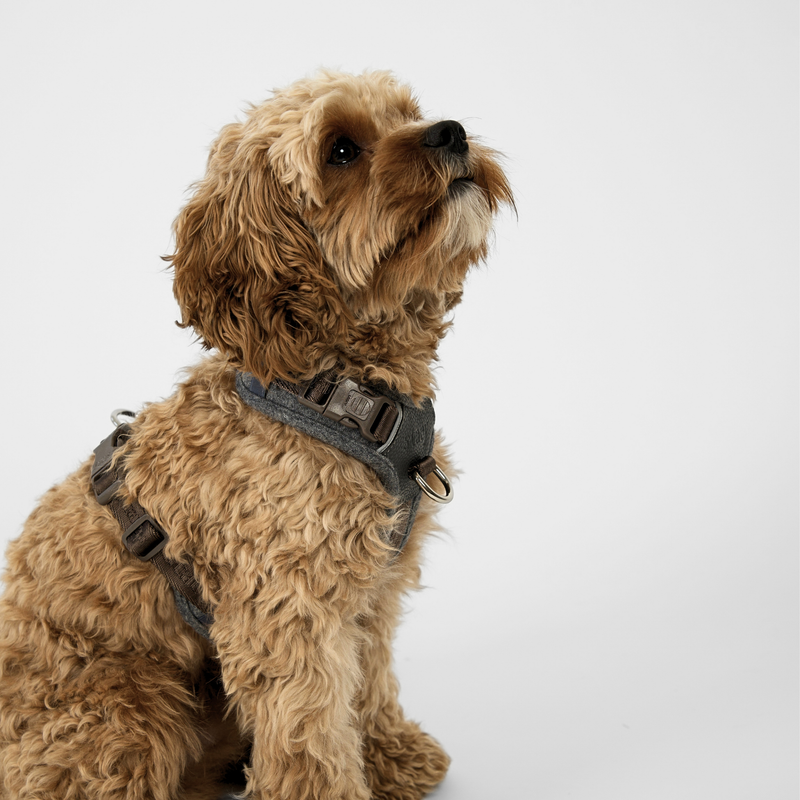 Apricot cockapoo standing in the stone Numa harness, seen from the side