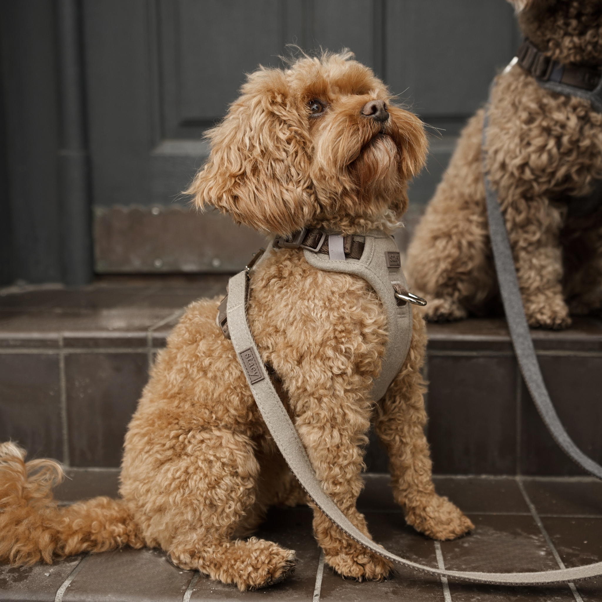 Harnais pour chien Elma | Sand