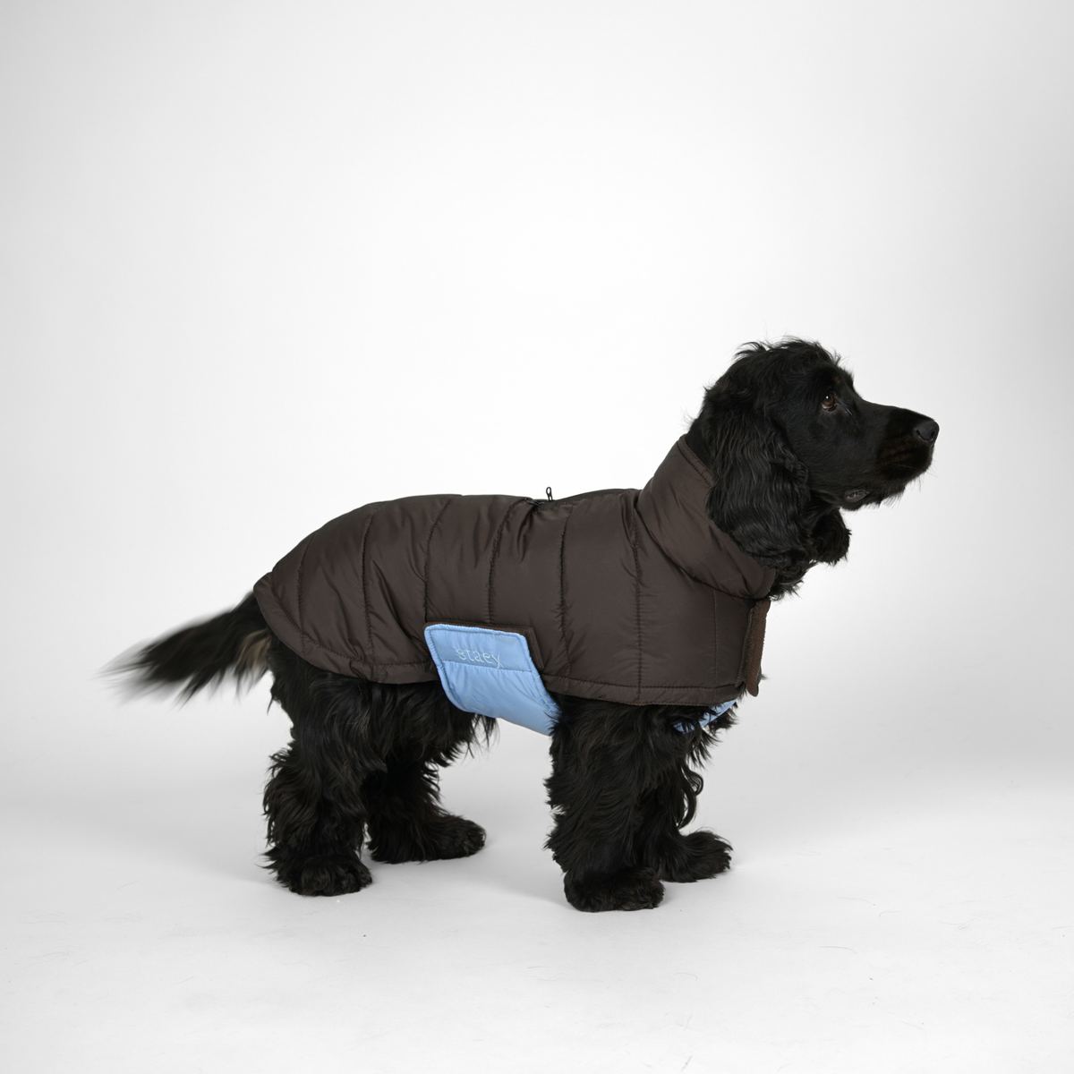 Manteau pour chien Nora | Espresso/Sky Blue