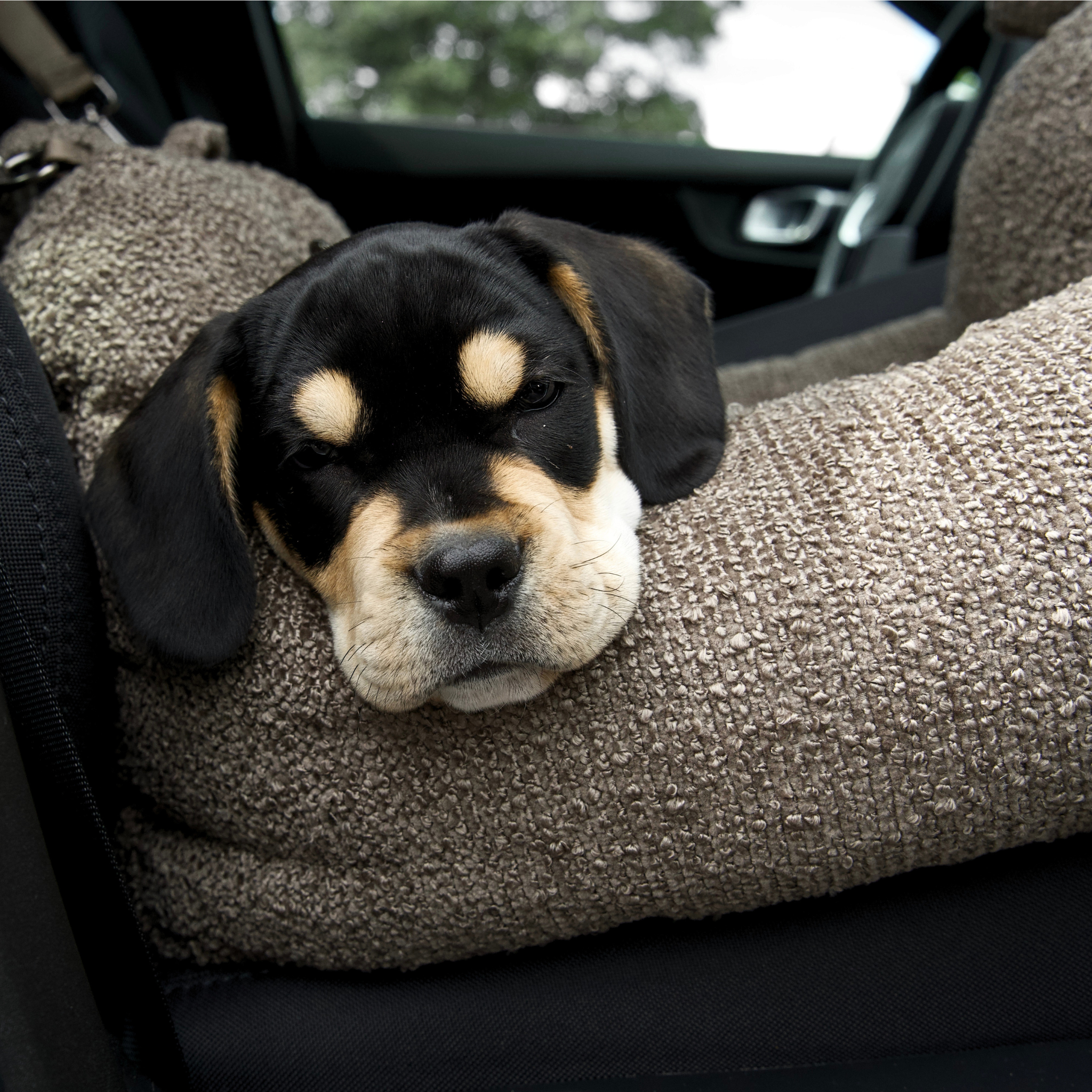 Siège auto 2-en-1 pour chien Tova | Chestnut Bouclé