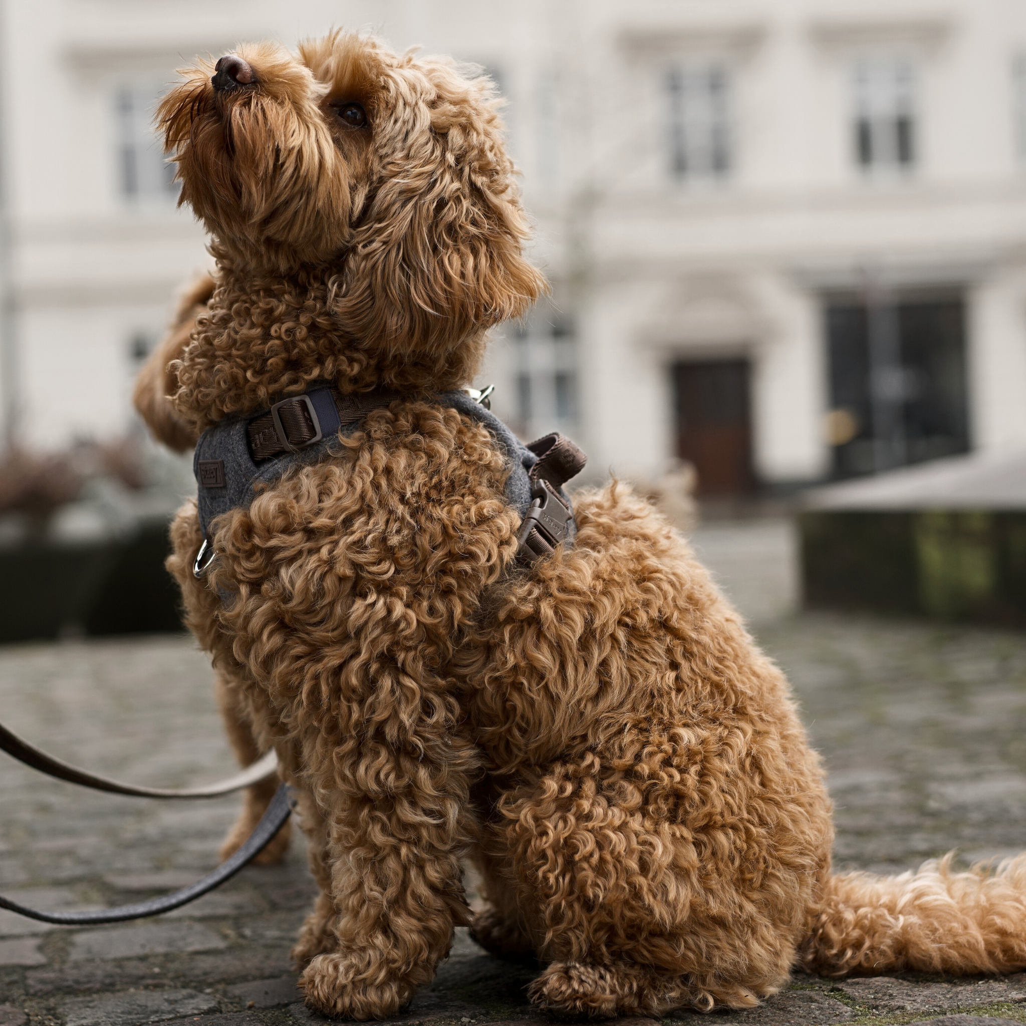 Harnais pour chien Elma | Stone