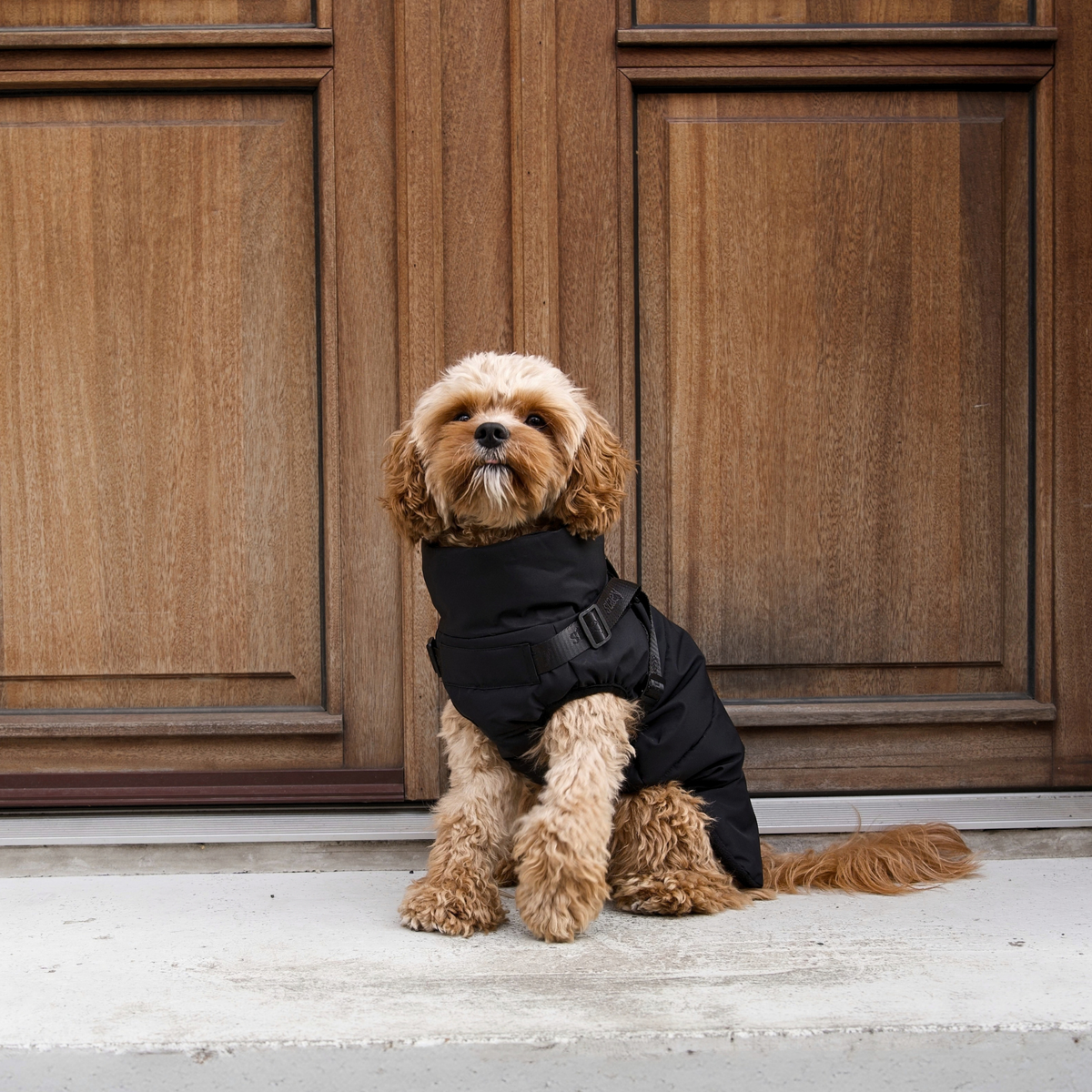 Vera Manteau pour chien avec harnais | Charcoal