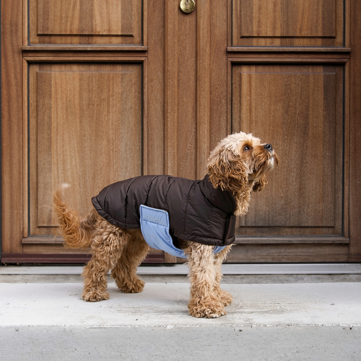 Manteau pour chien Nora | Espresso