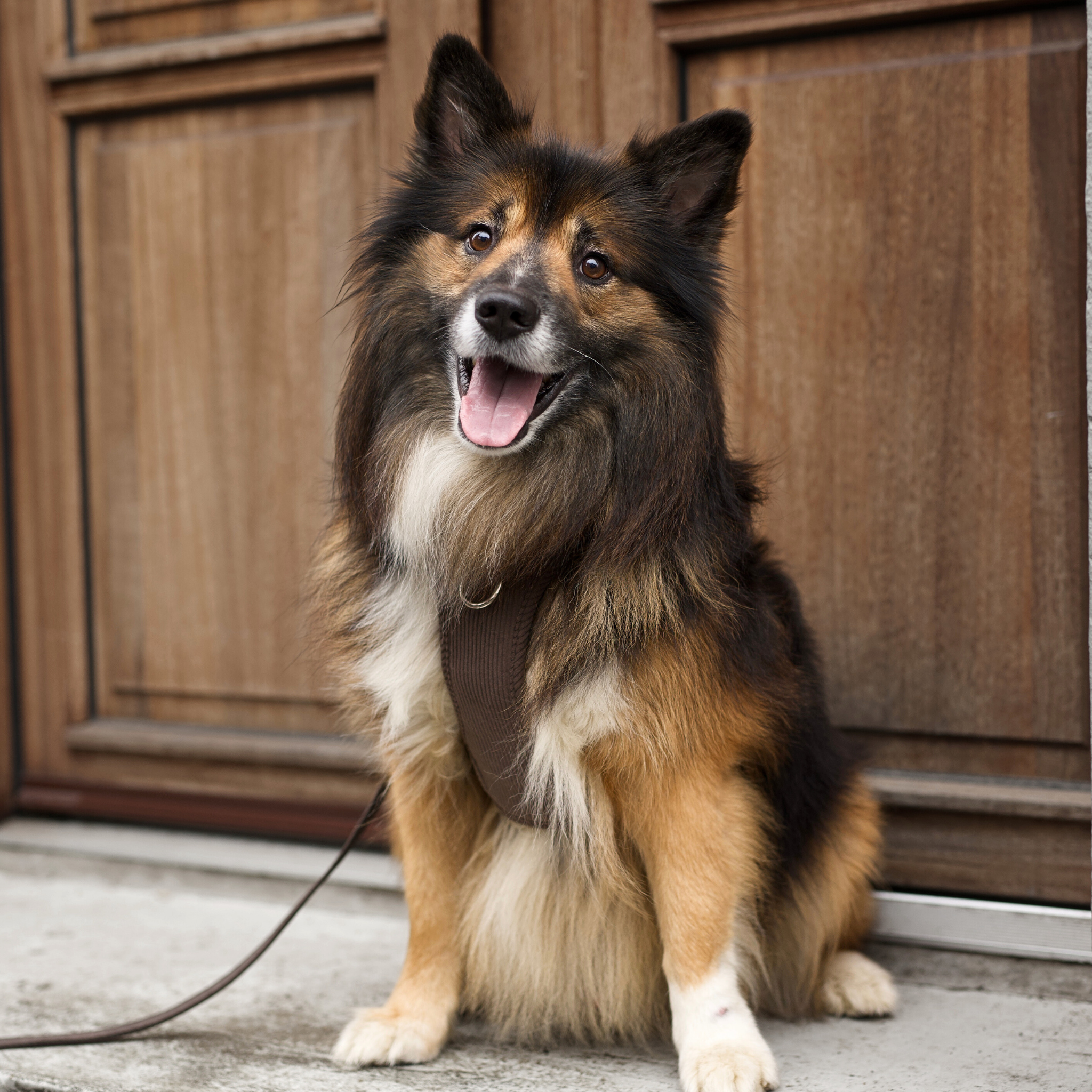 Harnais pour chien Elma | Dark Oak