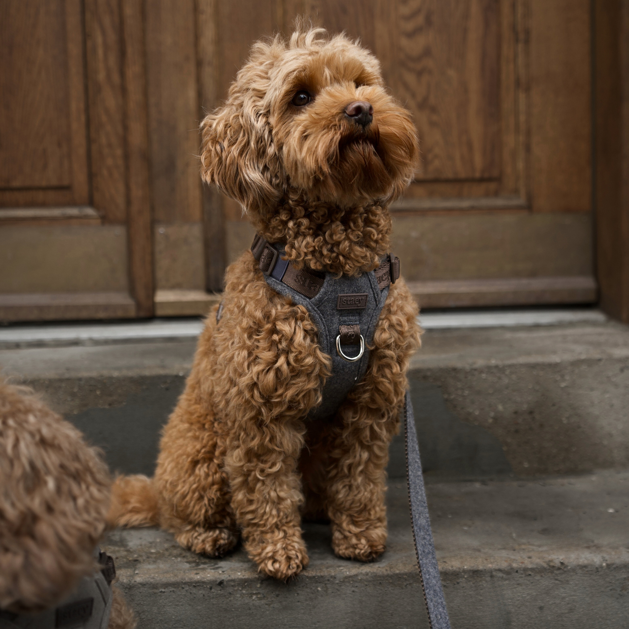 Harnais pour chien Elma | Stone