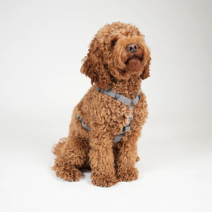Tara H-Strap Dog Harness | Dusty Blue