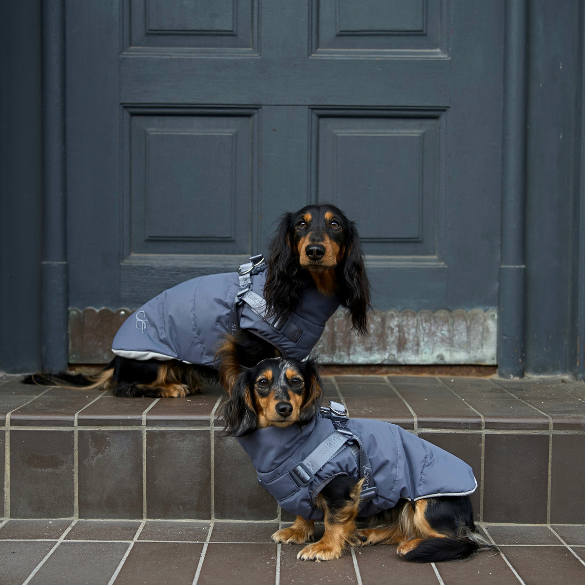 Vera Manteau pour chien avec harnais | Dusty Blue