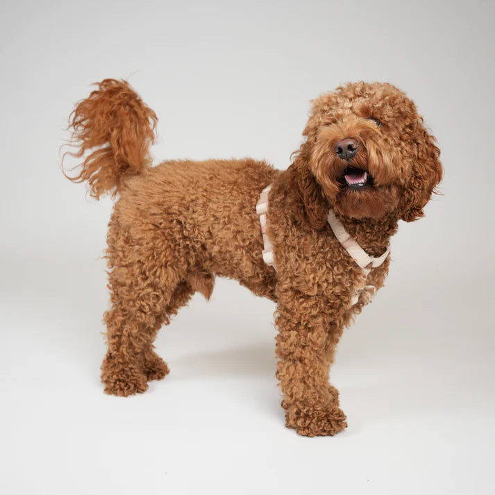 Tara H-Strap Dog Harness | Light Rose