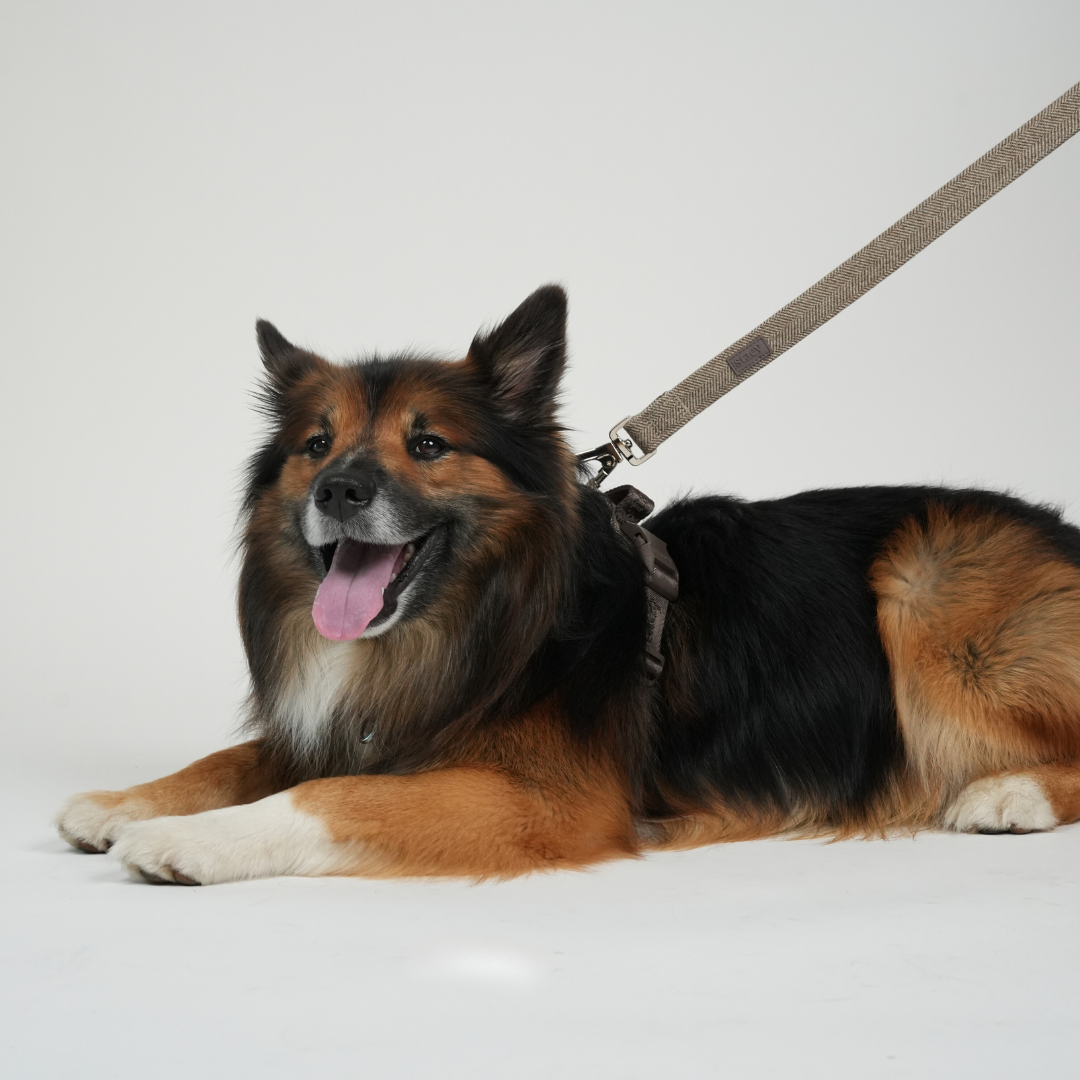 Laisse pour chien Elma | Mocca