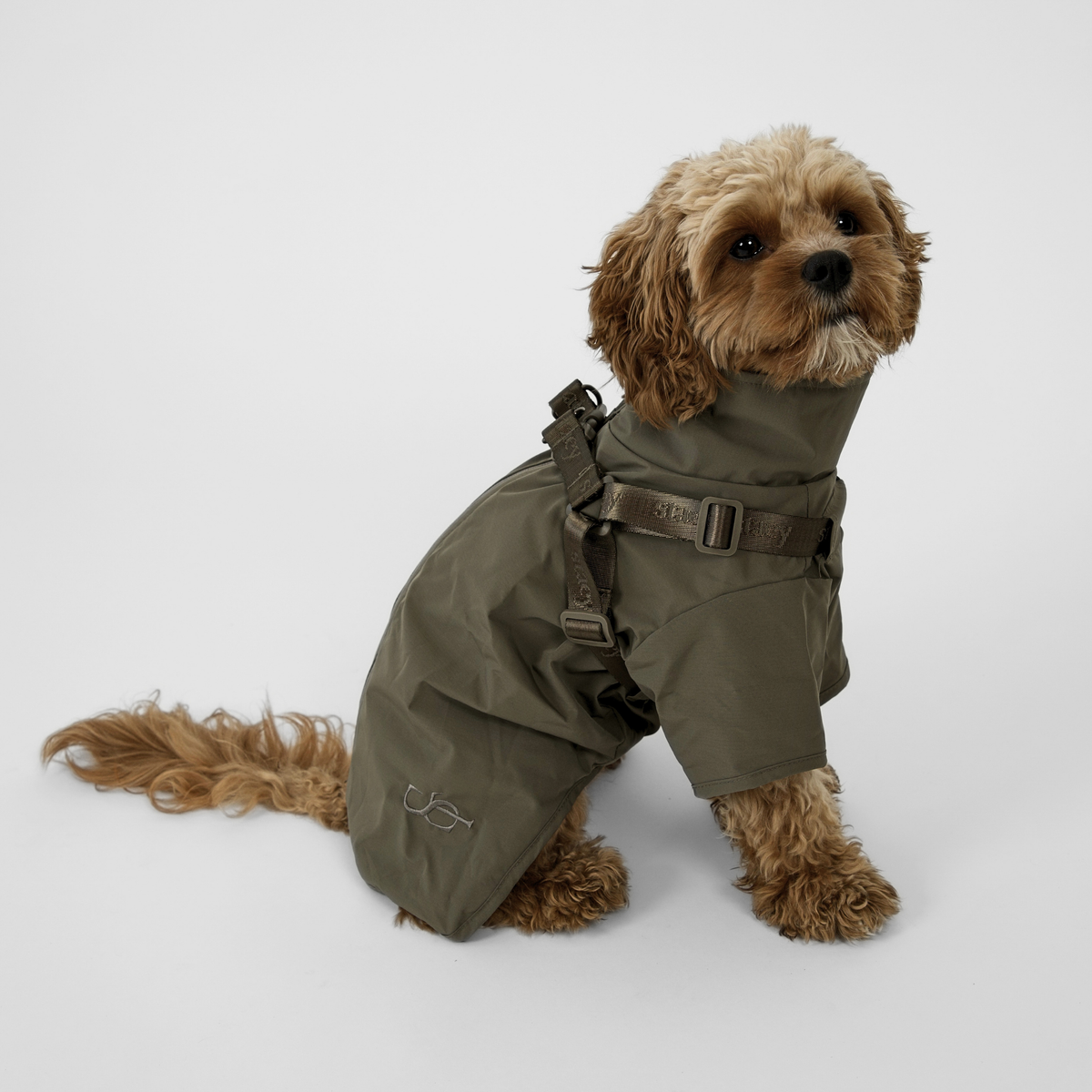 Un cavapoo vêtu d'un imperméable Leva moss green et d'un harnais à boucles