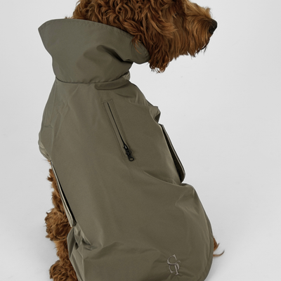 Cavapoo seen from behind in the moss green Taja rain coat