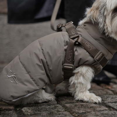 Un shih tzu marchant sur des pavés, vêtu du manteau pour chien « Vera » couleur sauge