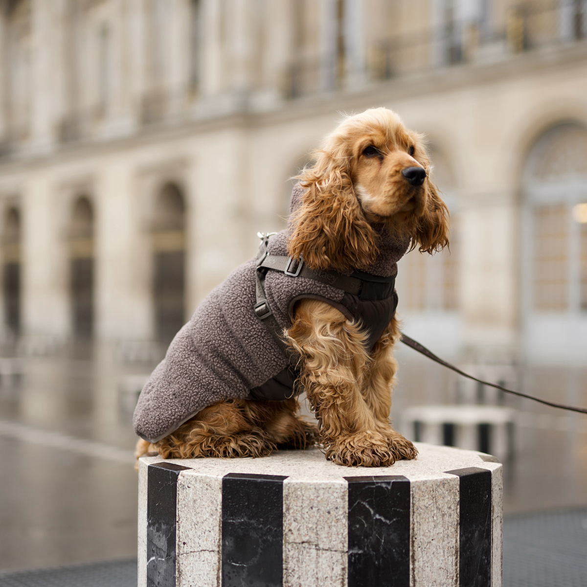 Un cocker spaniel assis sur une borne, vêtu d'un manteau pour chien couleur taupe et muni d'un harnais pour chien