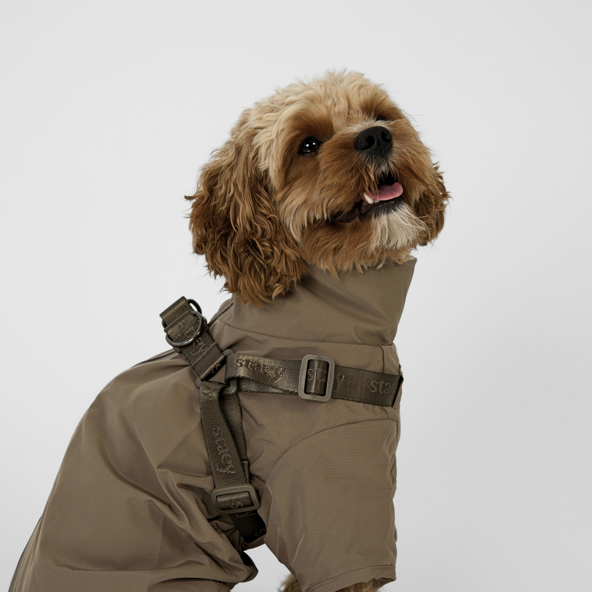 Cavapoo standing in the taupe rain coat with harness
