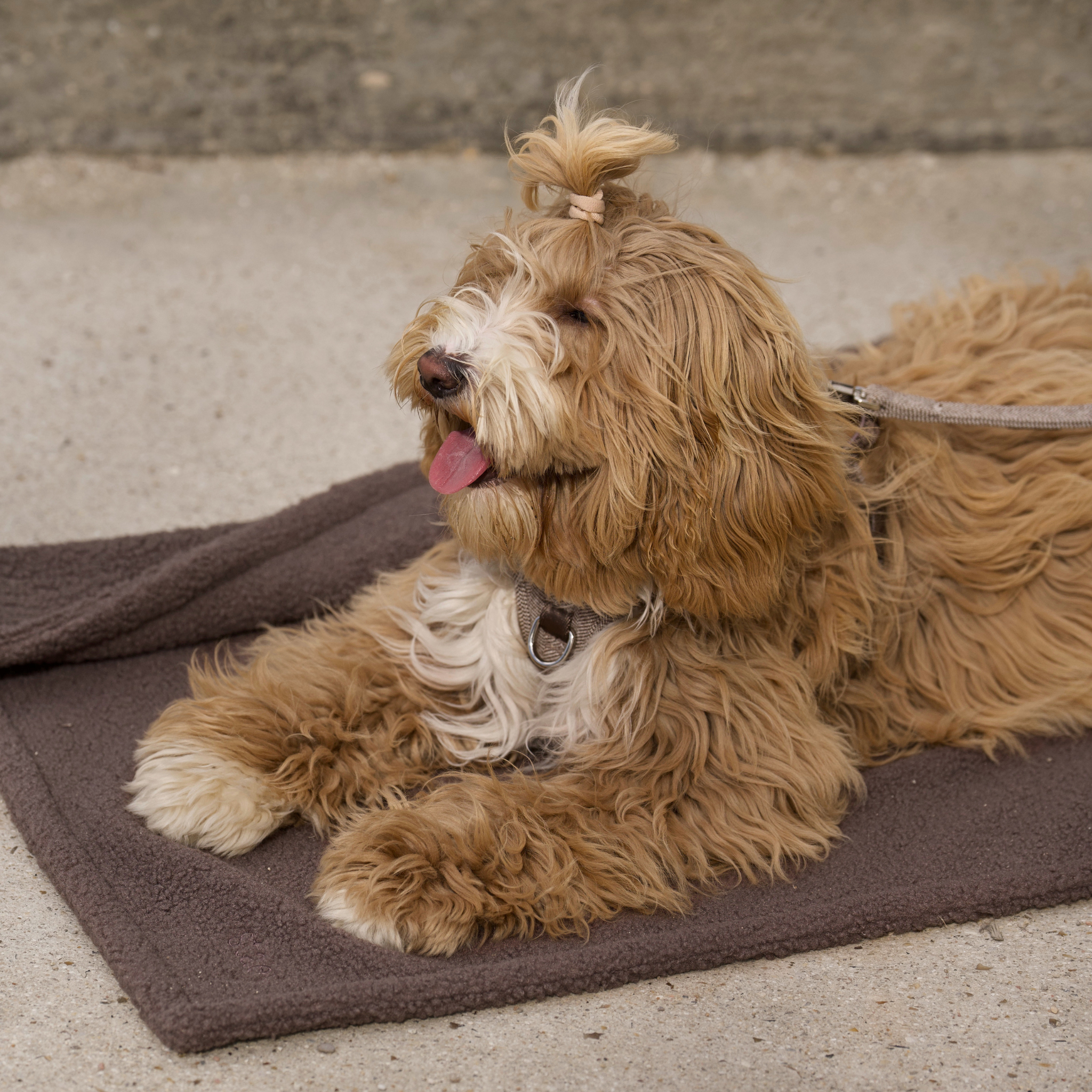 Plaid pour chien Clara | Limited Edition