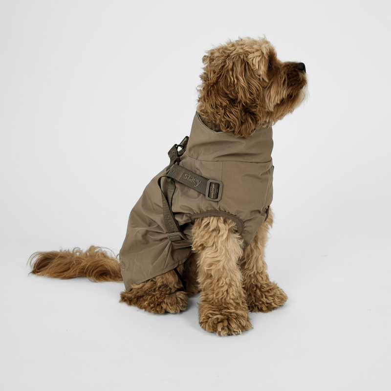 Cavapoo sitting in the taupe rain coat with harness