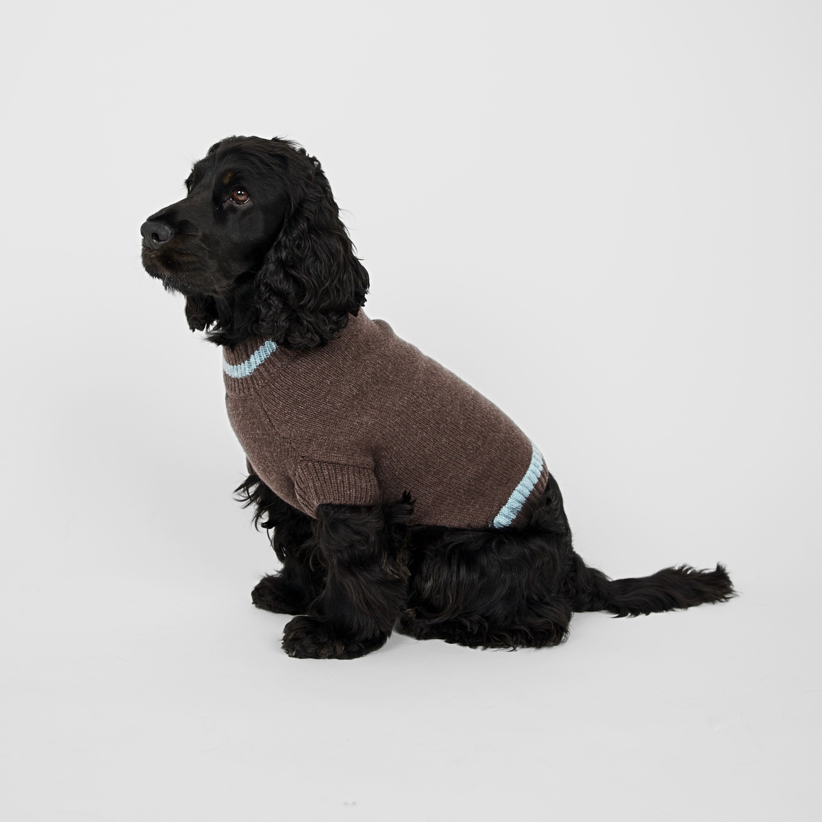 Pull pour chien Ellen | Espresso/Sky Blue