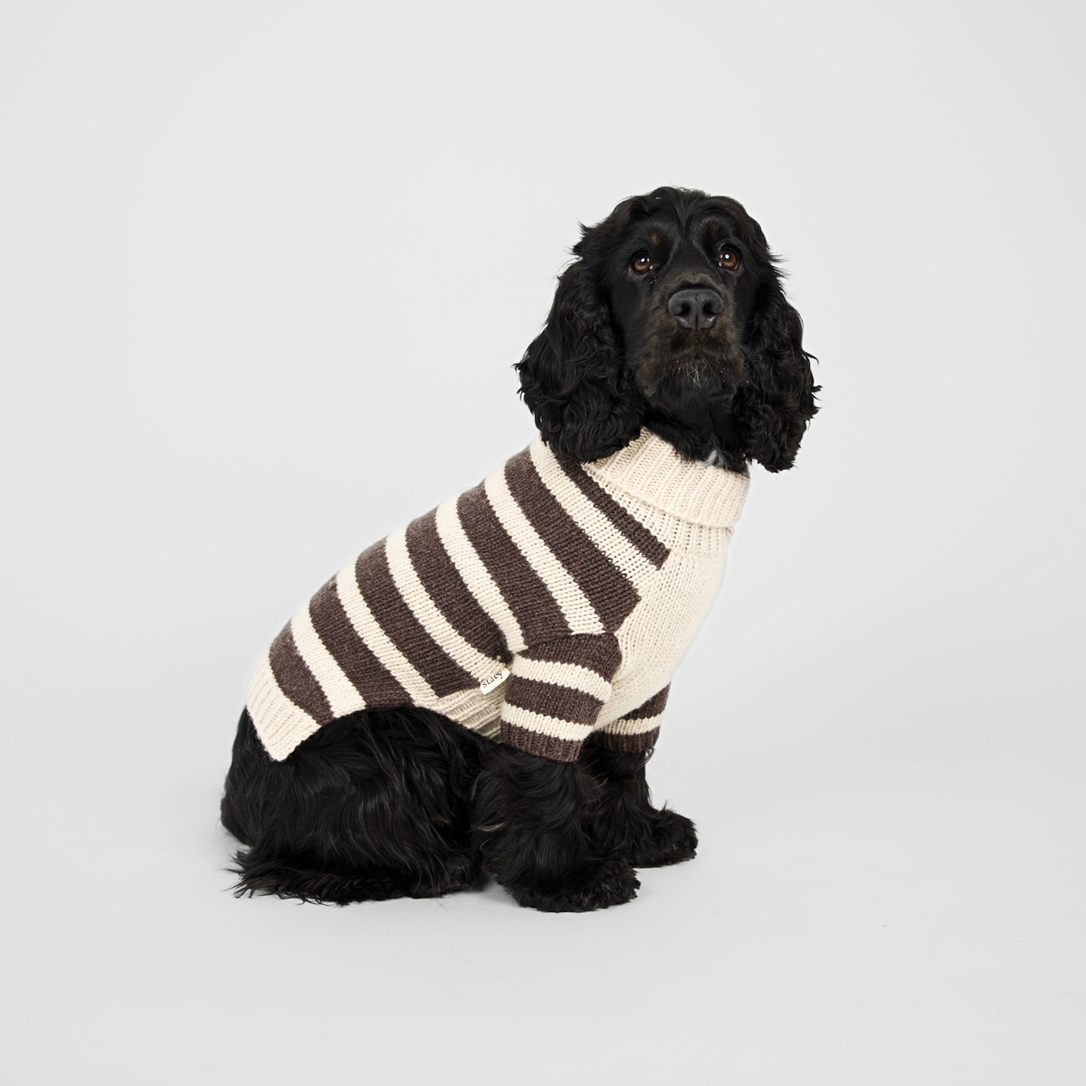 Pull pour chien Liva | Oat/Espresso