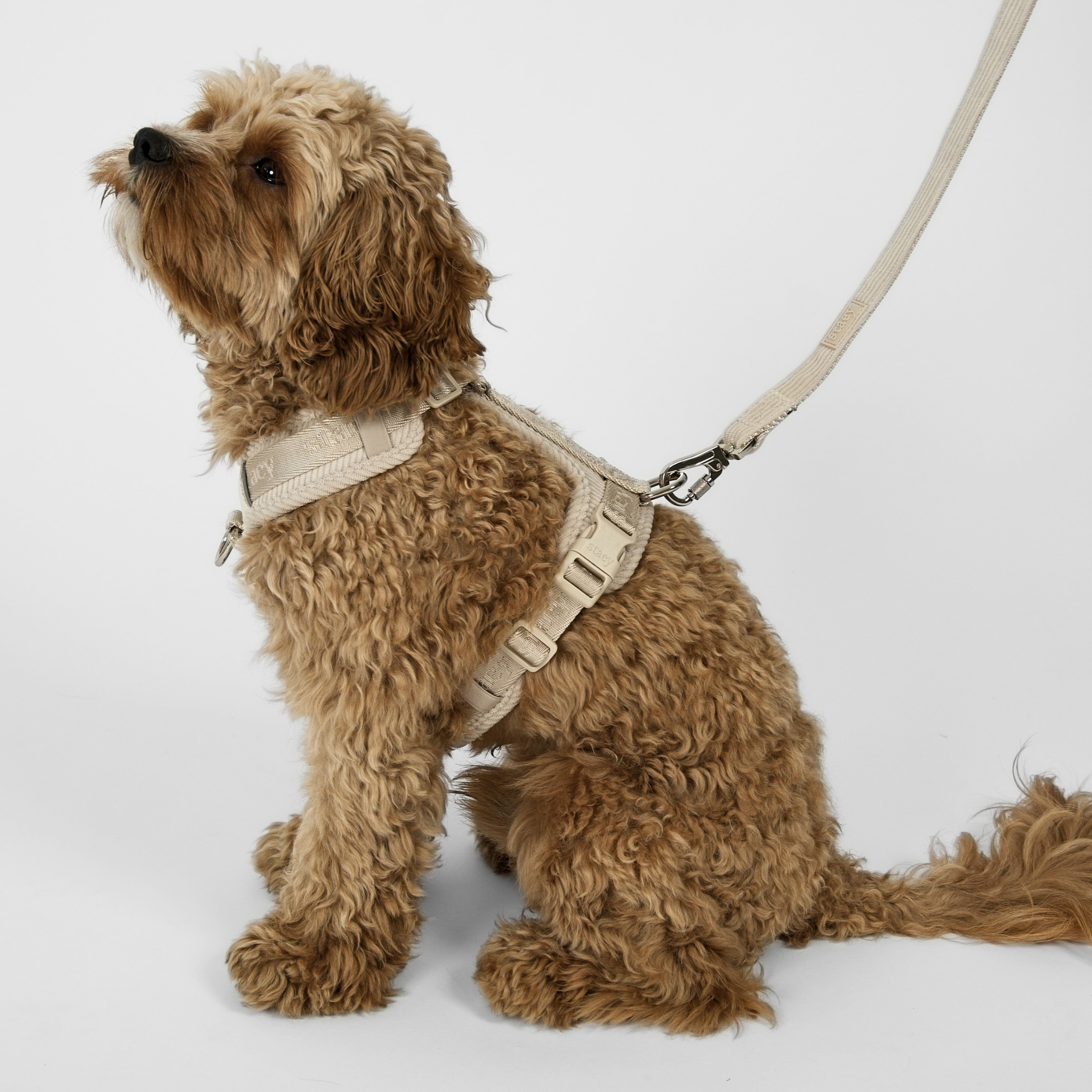 Laisse pour chien Elma | Avoine