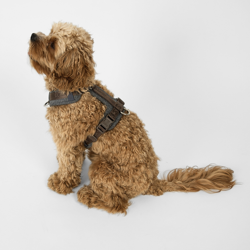 Apricot cockapoo sitting in the stone Numa harness, head turned