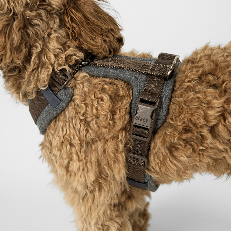 Close-up of the stone Numa harness on an apricot cockapoo's back
