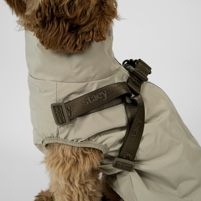 Cockapoo seen from behind in the nature beige rain coat with harness