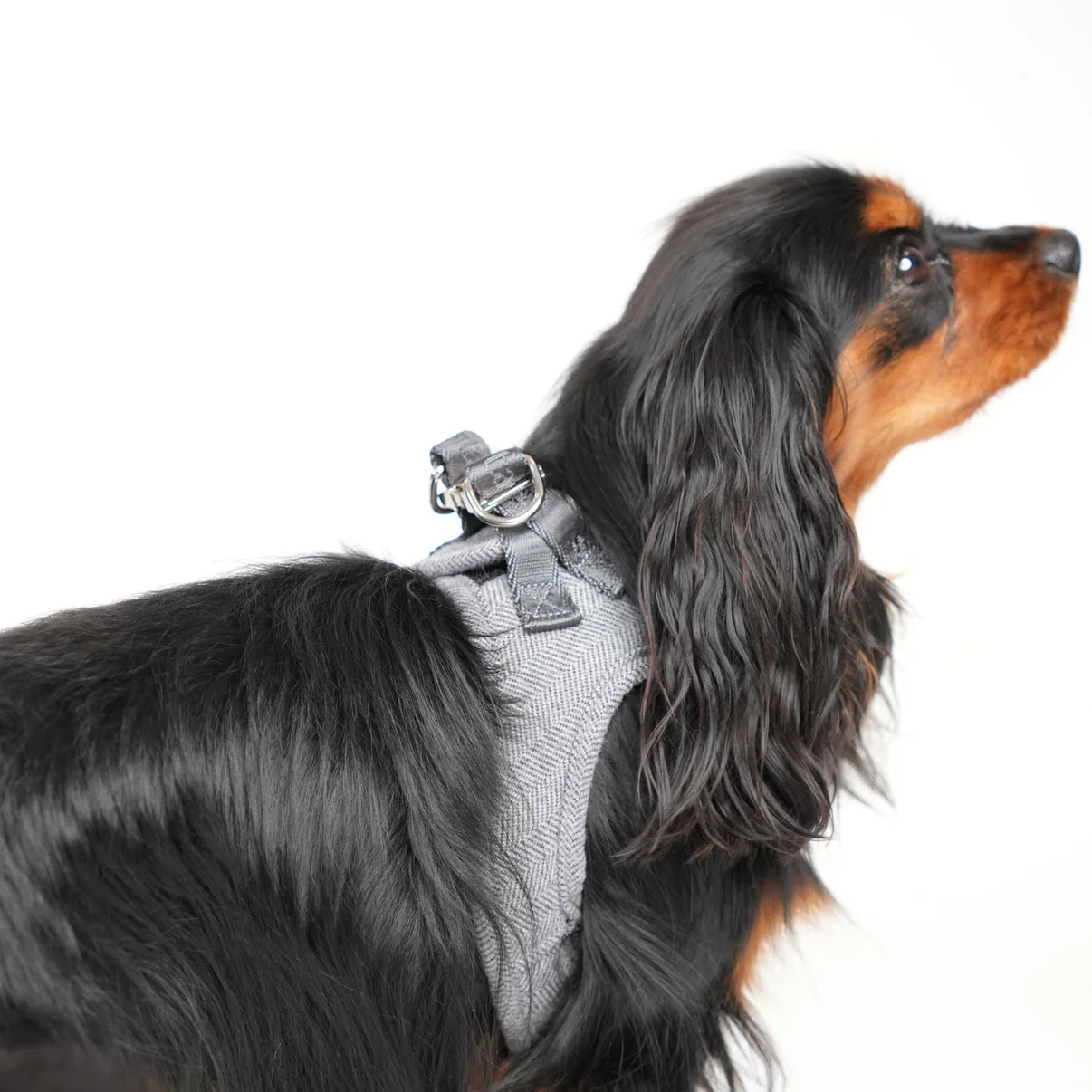 Saga Step-In Dog Harness | Dusty Blue