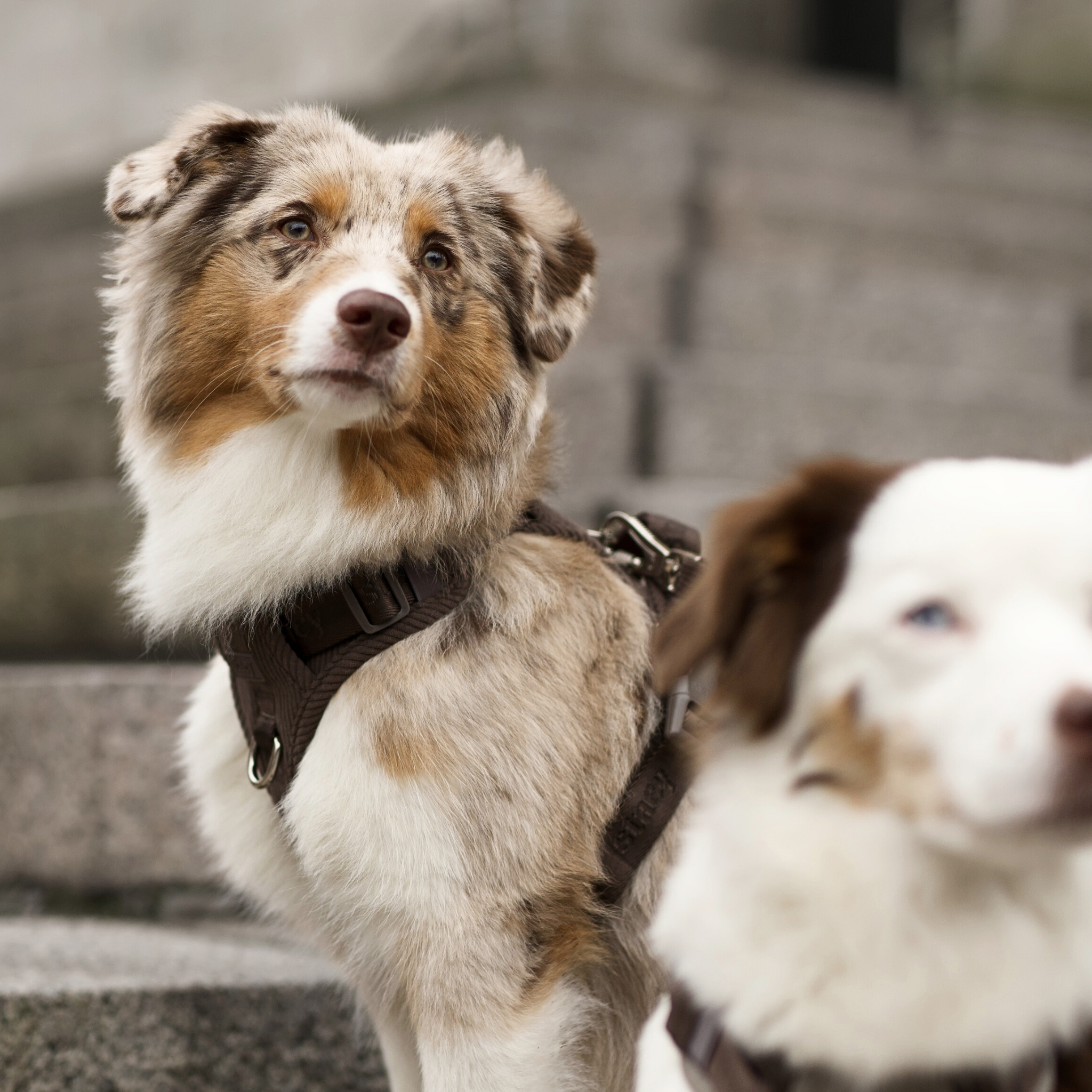 Elma Dog Harness | Dark Oak