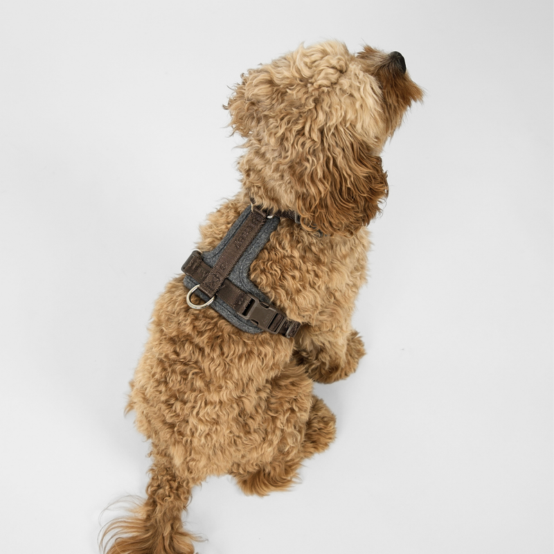 Apricot cockapoo seen from behind in the stone Numa harness