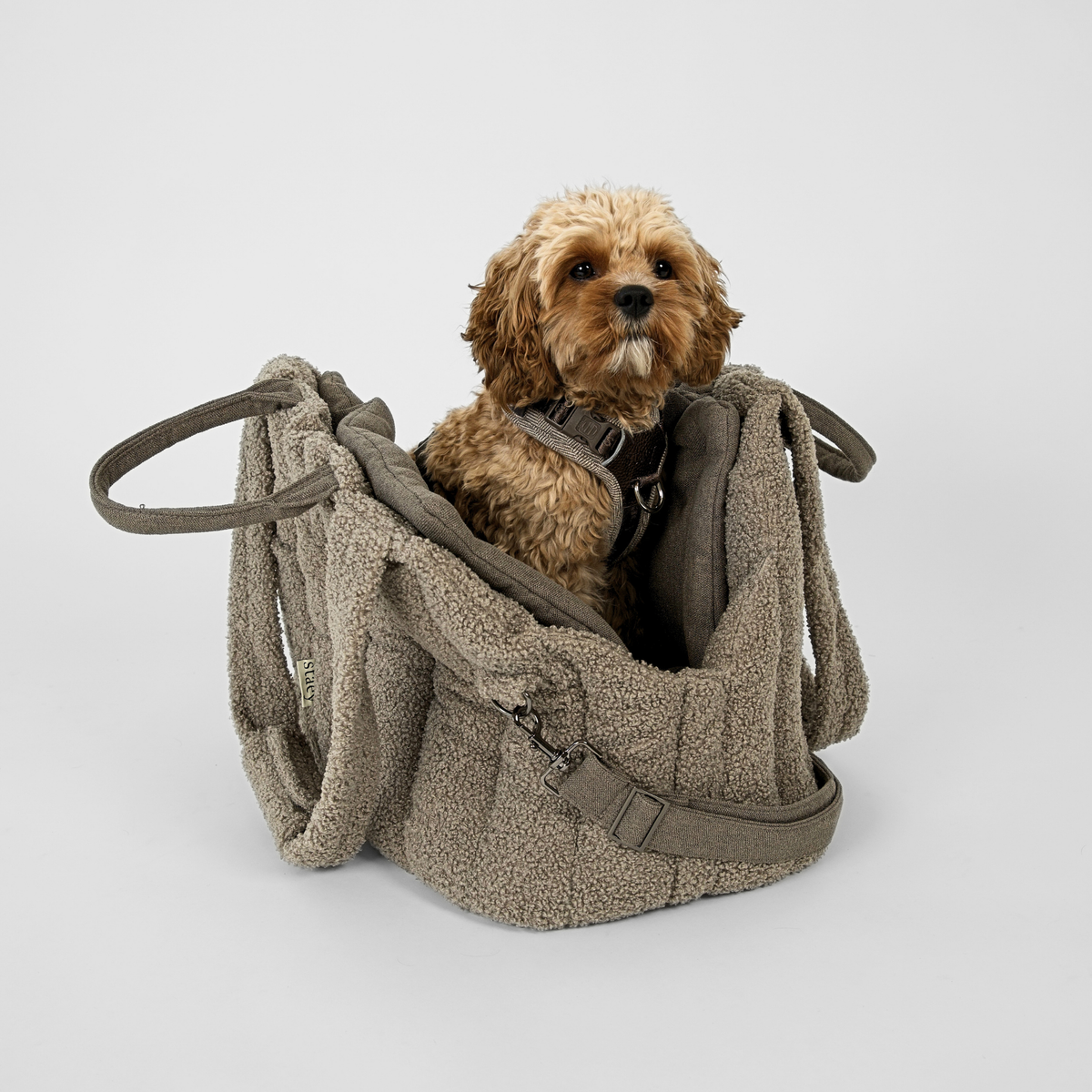 Cavapoo sitting in an olive teddy dog carrier bag