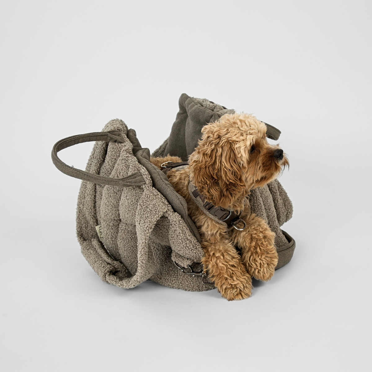 Cavapoo lying in the olive teddy dog carrier bag